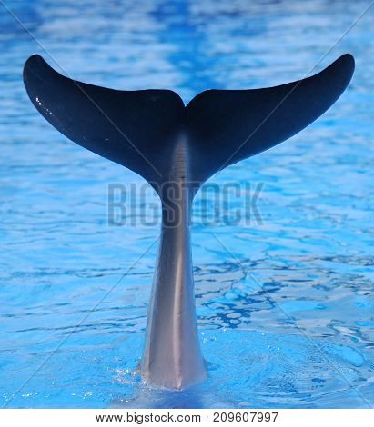 A dolphin tail sticking out of the water