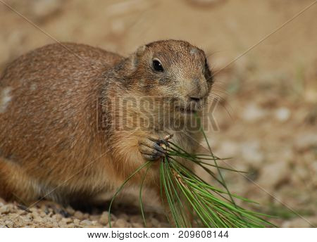 Close up portrait of a Cheeky groundhog