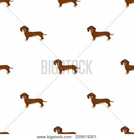 Dachshund, single icon in cartoon style.Dachshund, vector symbol stock illustration .