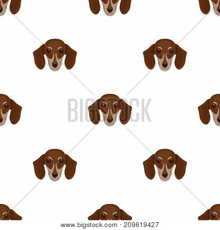 Dog, breed dachshund.Muzzle of the dachshund single icon in cartoon style vector symbol stock illustration .