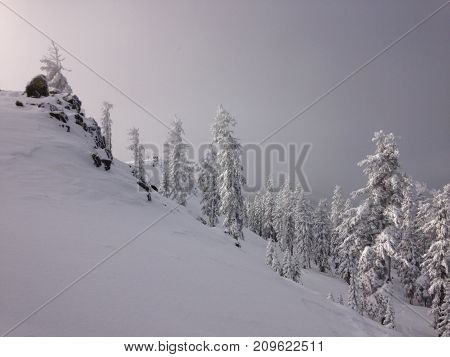 Erie, silent, morning among the woods of a freshly fallen alpine winter scene.