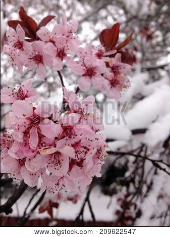 Pink blooms brighten up the scene of a late spring storm.