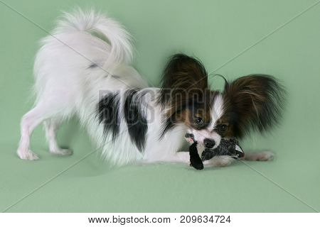 Beautiful young male dog Continental Toy Spaniel Papillon with plush toy on a green background