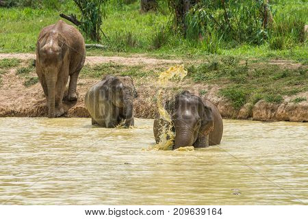 Group of Wild elephant walking and showering in forest in Kuiburi national park of Thailand