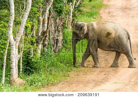 Wild elephant walking in forest in Kuiburi national park of Thailand