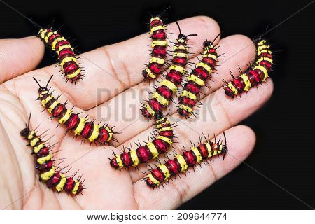 Group Of Last Instar Leopard Lacewing (cethosia Cyane) Caterpillars