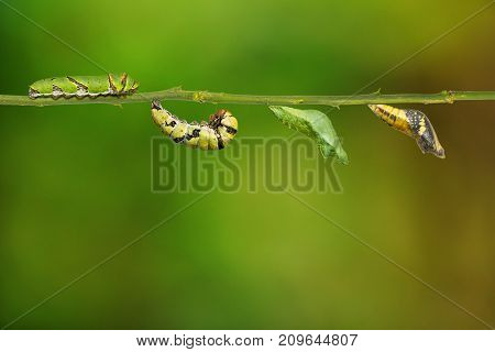 Lime Butterfly (papilio Demoleus) Life Cycle