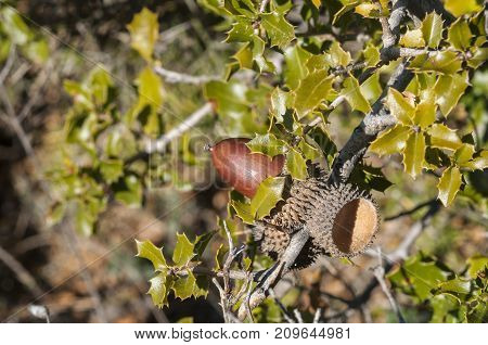Detail of fruits leaves and branches of Kermes Oak Quercus coccifera. It is native to the Mediterranean region and Northern African Maghreb. Photo taken in Buendia Cuenca Spain.