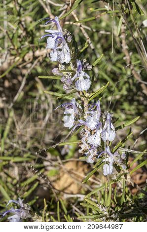 Detail of flowers of Rosemary Rosmarinus officinalis. It is a woody perennial herb with fragrant native to the Mediterranean Region. Photo taken in Buendia Cuenca Spain.