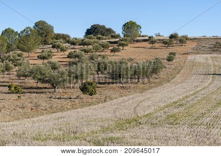 Stubble field and olive groves in an agricultural landscape in Buendia Cuenca Spain.