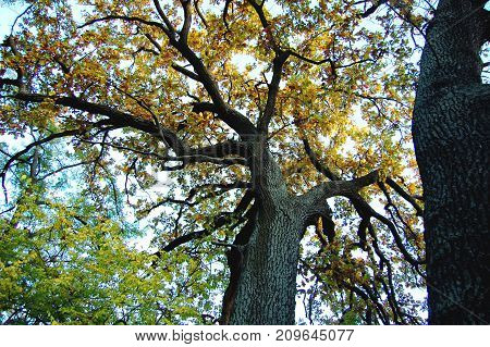 Old Oak With A Powerful Trunk At An Autumn Day. Low Shooting Point