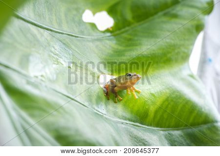 Twin-spotted Treefrog (rhacophorus Bipunctatus) Looking Curious On Green Leaf
