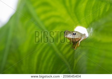 Twin-spotted Treefrog (rhacophorus Bipunctatus) Looking Curious On Green Leaf