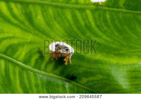 Twin-spotted Treefrog (rhacophorus Bipunctatus) Looking Curious On Green Leaf