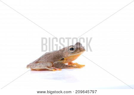 Twin-spotted Treefrog (rhacophorus Bipunctatus) On A White Background