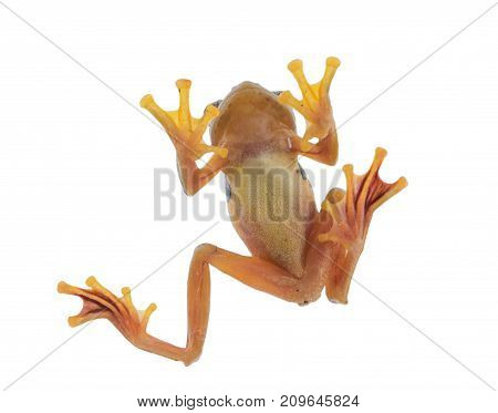 Twin-spotted Treefrog (rhacophorus Bipunctatus) On A White Background
