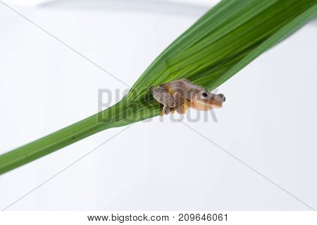 Twin-spotted Treefrog (Rhacophorus bipunctatus) on a white background