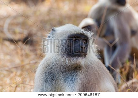 Group of Hanuman Langur at Sariska, Rajisthan, India