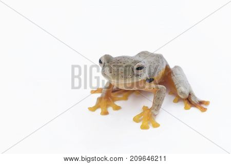 Twin-spotted Treefrog (Rhacophorus bipunctatus) on a white background