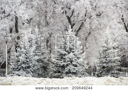 Winter Fir Trees And Trees Snowy Landscape In Winter Park