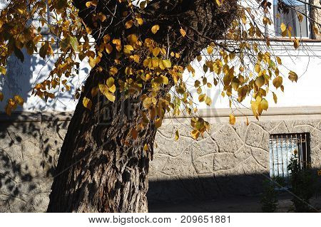 Concept Of Autumn In An Old Town. Sunlit Tree And Yeallow Foliage On The Background Of A White Old W