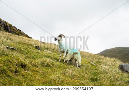 Black faced sheep on high country farm on Slieve Mish Mountains on Dingle Peninsula Ireland
