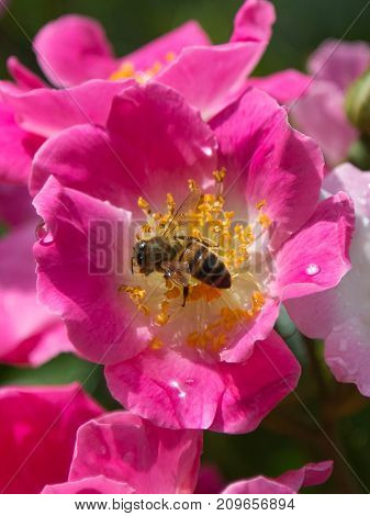 Bee On Pink Flower: Kirsten Klein Rose