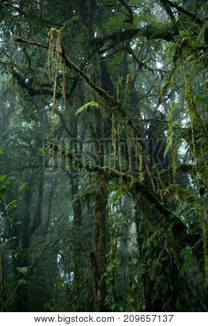 Beautiful Rain Forest At Nature Trails Ang Ka Doi Inthanonchiangmai In Thailand