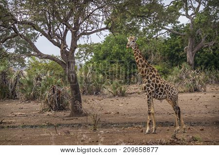 Giraffe in Kruger national park, South Africa ; Specie Giraffa camelopardalis family of Giraffidae