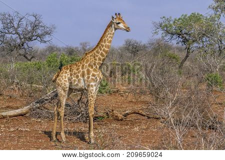 Giraffe in Kruger national park, South Africa ; Specie Giraffa camelopardalis family of Giraffidae
