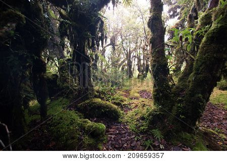 Beautiful Rain Forest At Nature Trails Ang Ka Doi Inthanonchiangmai In Thailand