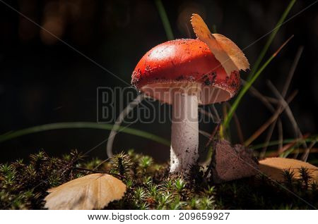 Mushrooms in the forest are illuminated by the sun's rays of light.