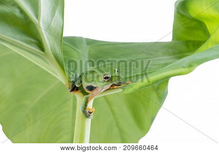 Black-webbed flying tree frog Rhacophorus kio on white background