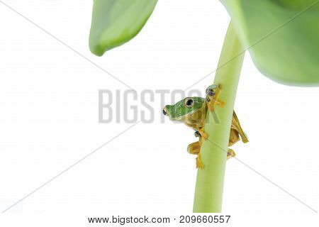 Black-webbed flying tree frog Rhacophorus kio on white background