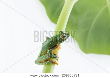 Black-webbed flying tree frog Rhacophorus kio on white background