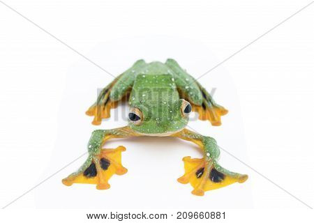 Black-webbed flying tree frog Rhacophorus kio on white background