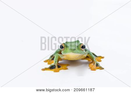 Black-webbed flying tree frog Rhacophorus kio on white background