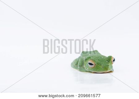 Black-webbed Flying Tree Frog Rhacophorus Kio On White Background