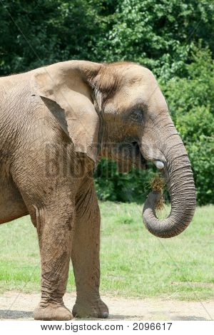 Слон Africian едят сено