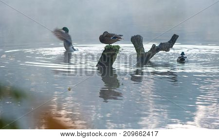 Mallard paar sitting in the pond on a tree