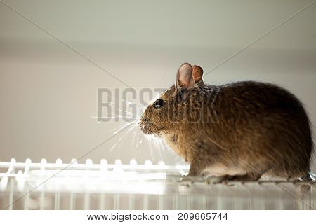 rodent degu sits in its cage and sad