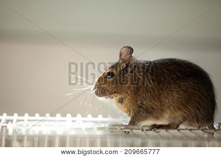 rodent degu sits in its cage and sad