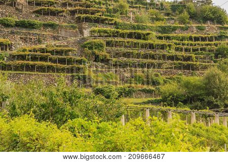the characteristic viticultural landscape of Carema PiedmontItaly  /the slopes hilly  have been terraced  with the construction of dry stone supporting walls on which the pylons rise with  vineyards