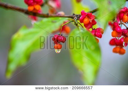 Close-up fruit of European spindle flower or Euonymus europaeus