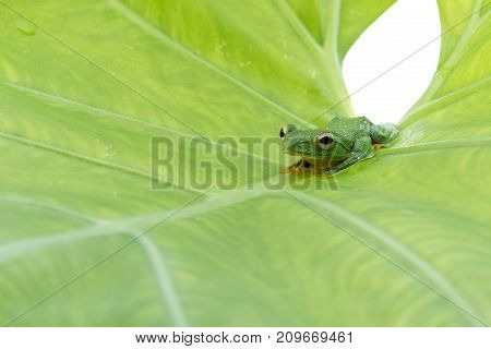 Black-webbed flying tree frog Rhacophorus kio on white background