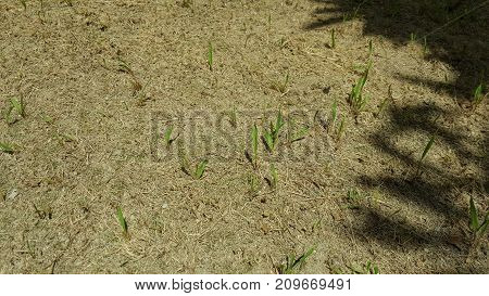 New Blades of Grass Sprouting from Dry Ground with Tree Shadow on the Right