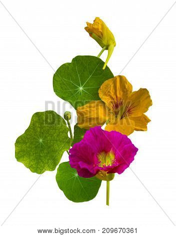 nasturtium. Nasturtium flowers. Nasturtium flowers isolated on white background. Set of nasturtium flower.