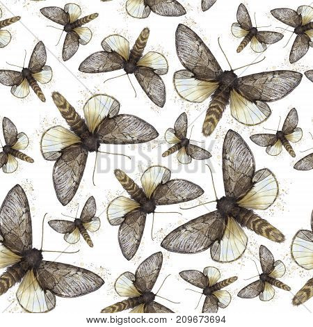 Watercolor drawing seamless background of shaggy butterfly moths, night butterfly, brown color, wings light with spots on white background for decor, prints