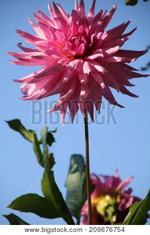 Flowers of Pink dahlia in the summer garden
