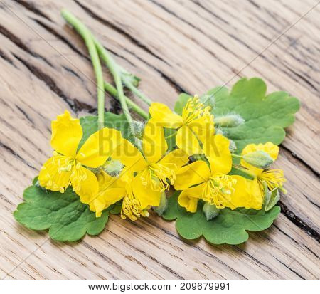 Greater celandine flower, swallowwort on the wooden background.